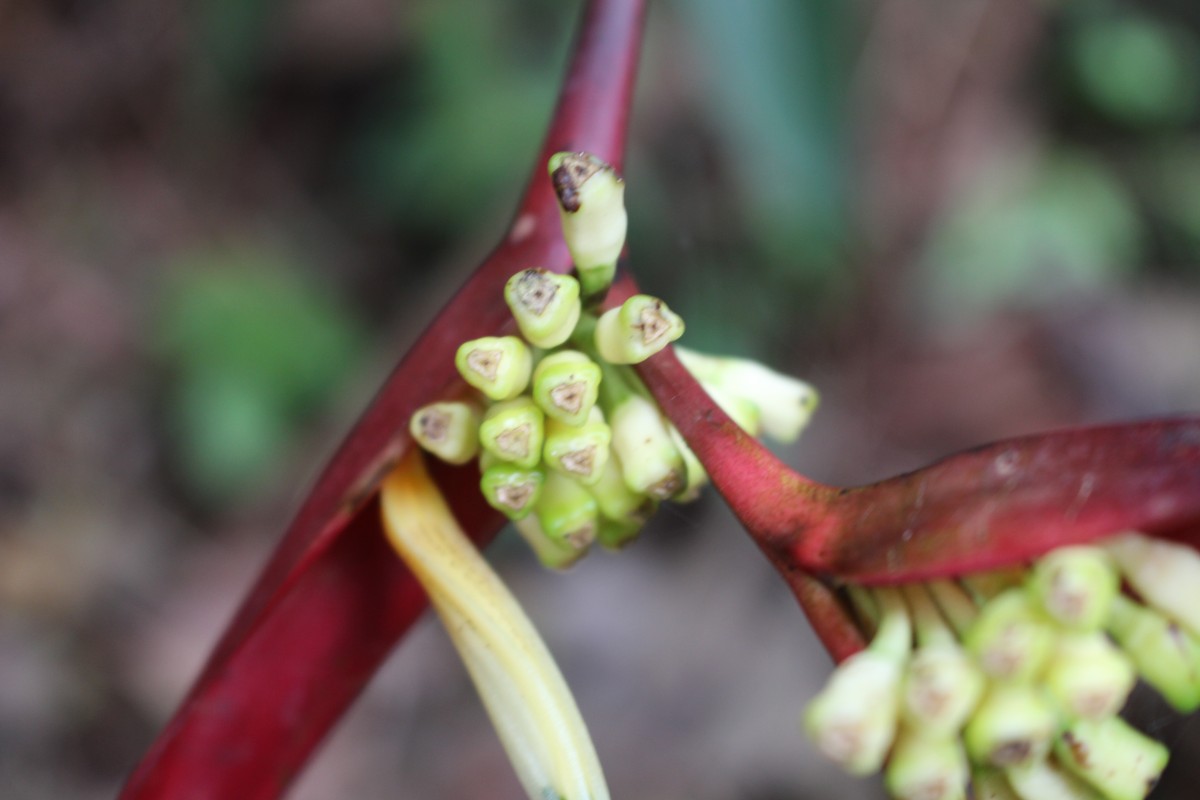 Heliconia psittacorum L.f.